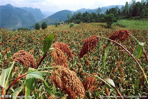 高粱种植：再生高粱的高产高效栽培技术 - 种植技术 - 第一农经网