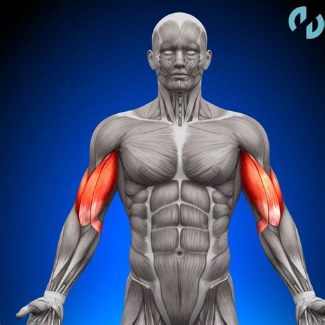 Anatomía Del Tríceps