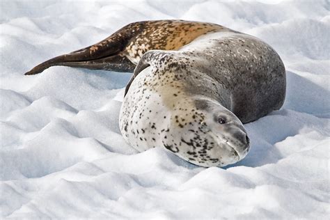 Antarctica & South America: Leopard Seal, Antarctica
