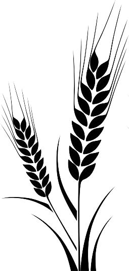 Best Basmati Rice Manufacturer & Exporter in India