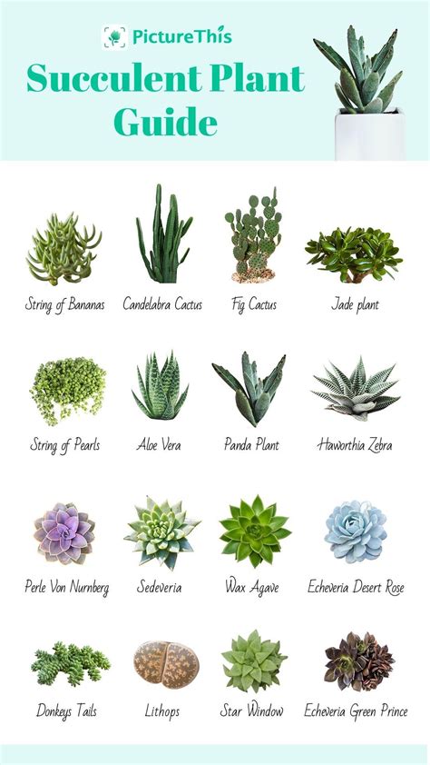 Succulent plant guide – Artofit