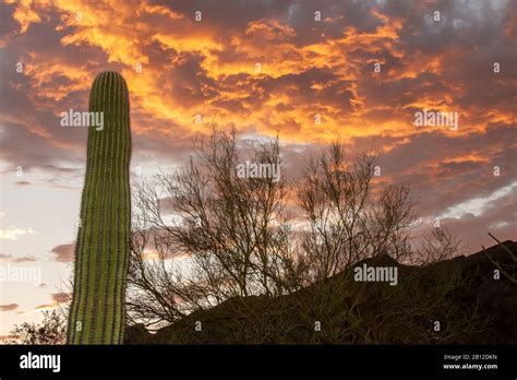 Desert sunrise.Tucson Arizona Stock Photo - Alamy