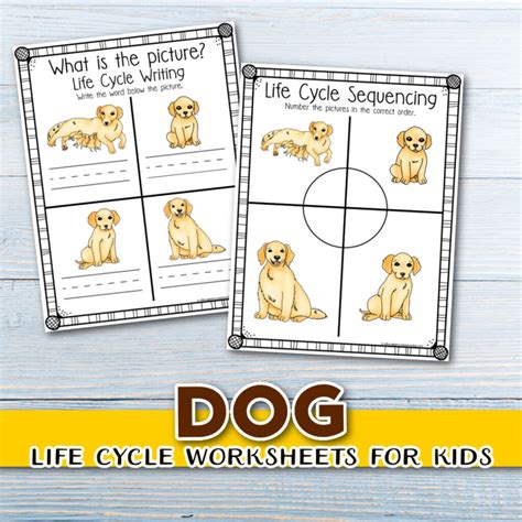 What Is A Dog's Breeding Cycle at Evelyn Diann blog