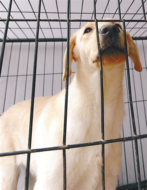大连有奖举报48种禁养犬，中华田园犬被列入烈性犬种类_凤凰网