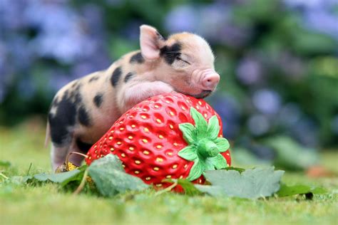 10 Most Adorable Micro Pig Photos Ever! Photos - ABC News