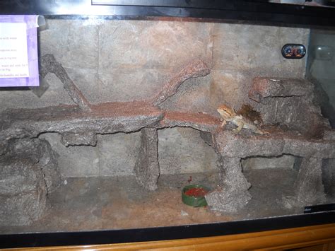 Bearded Dragon Tile Floor – Flooring Ideas