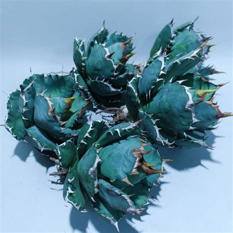 アガベ オテロイ "マージドトゥース" Agave Fo76 merged tooth form (Field grown in ...