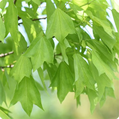 Maple Tree Seeds - Trident – The Incredible Seed Company Ltd