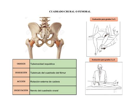 CARTILLA DE EVALUACIONES DEL SISTEMA NEUROMUSCULOESQUELETICO ...
