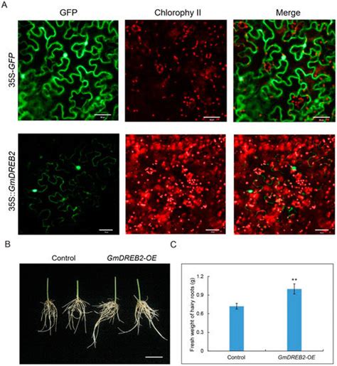 Genetic Dissection of Extreme Seed-Flooding Tolerance in a Wild Soybean ...