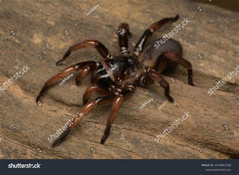 Cute Trapdoor Spider Small