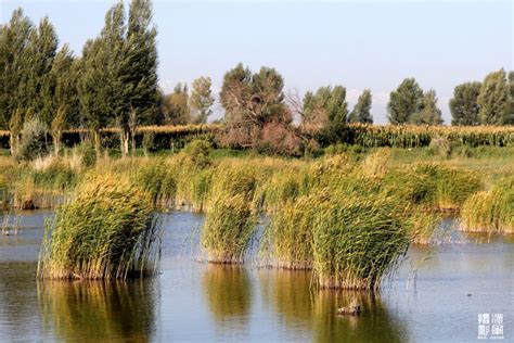 芦苇跟拍：张掖黑河湿地国家级自然保护区20140911 - 江西林科网