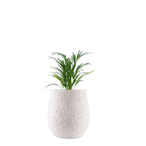 Dewdrop (S) Coral Finish - White Planter Pot