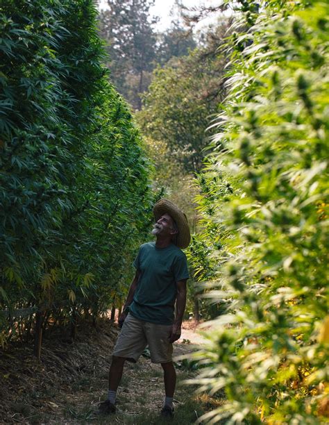 Beginners Guide to Growing Cannabis Outdoors - Cannabis Seeds ...