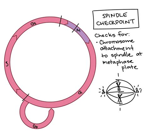 Cell Cycle Checkpoints Graph