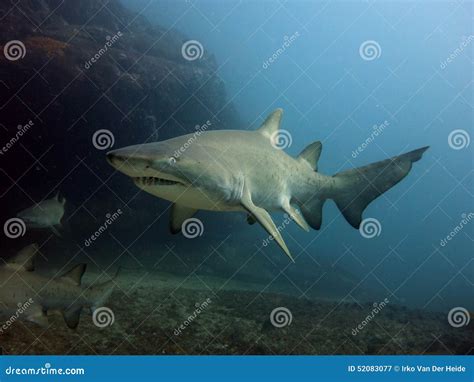 Grey nurse shark stock image. Image of tiger, sydney - 52083077