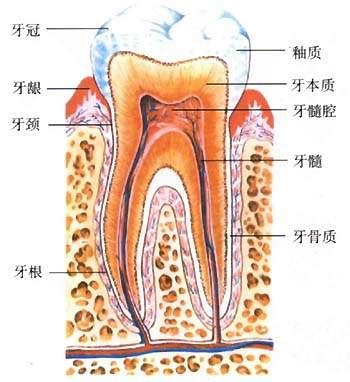科普：引起牙痛的常见原因有哪些？ - 知乎
