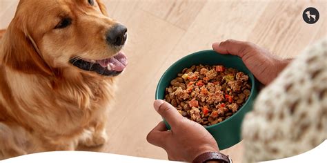 Mixing Dry & Wet Food: Appetising Meals for Picky Eaters