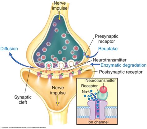 Synapse Permban Script 的图像结果