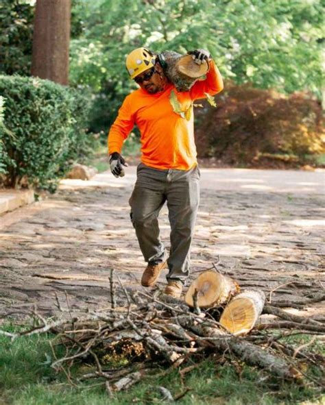 Image result for Alpharetta Tree Service