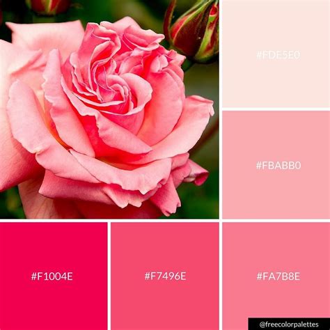Pink Rose Color Palette Inspiration