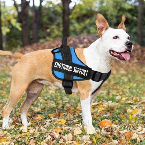 Where To Get A Service Dog In Training Vest at Michael Stover blog