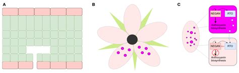 Diversity and Ecological Functions of Anthocyanins[v1] | Preprints.org