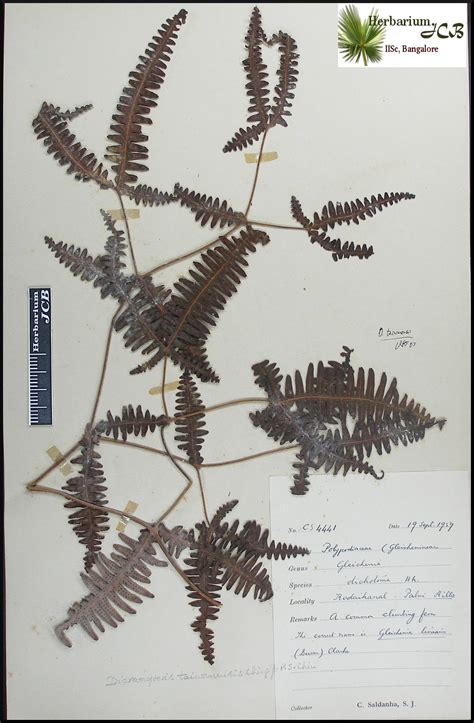 Herbarium JCB