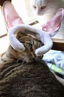 Image result for Cat with Rabbit Ears