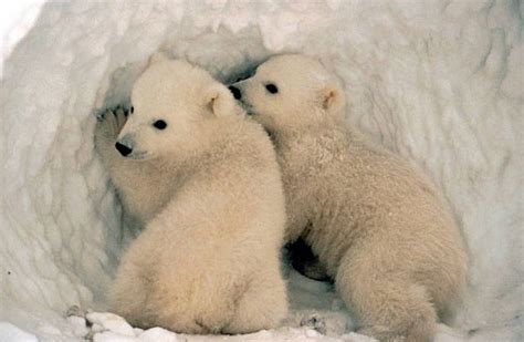 Polar Bear Population Higher than in 20th Century: Is Something Fishy ...