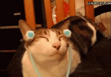 Image result for Mern Stack Developer GIF