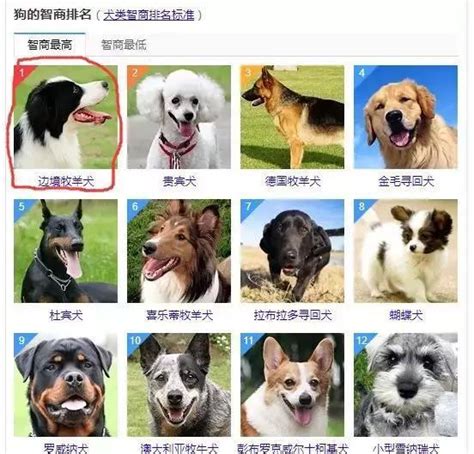 2017年好听的狗狗名字大全_起名网