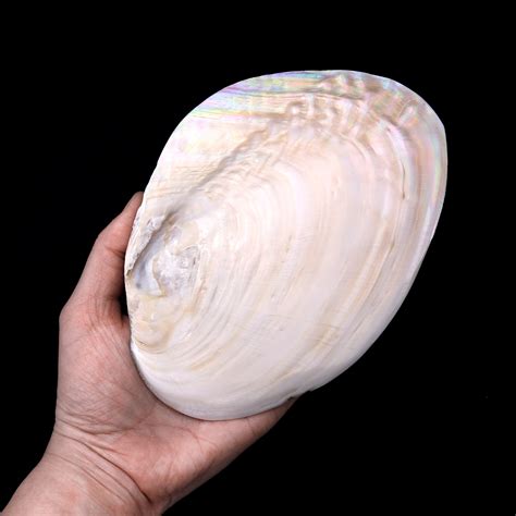 Large Natural Mother of Pearl Shell Dish W Real Iridescent Blister ...