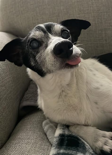 16 year old Romeo - mostly deaf and blind with dementia, still happy go lucky : r/OldManDog