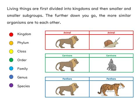 Image result for Classification System GCSE