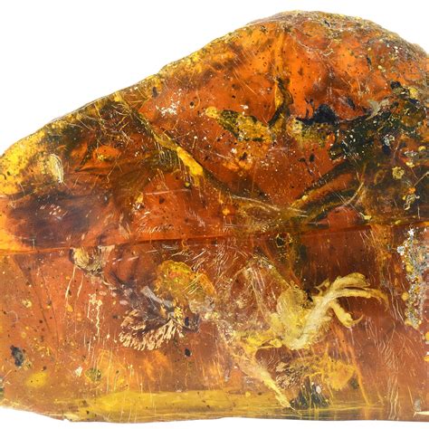 Dinosaur Fossils In Amber