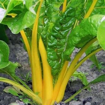 Swiss chard - canary yellow - Seeds