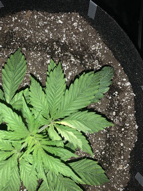 My first variegated leaf. Was scheduled for execution (building the manifold) but going to tweak ...