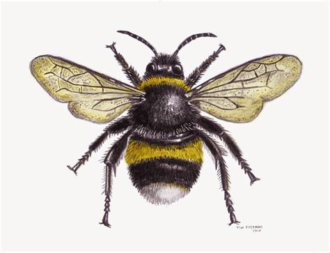 Tim Freeman Design & Illustration: Bumble Bee | graphics | Pinterest | Bumble bees, Bees and ...