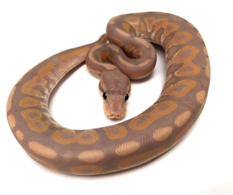 Image result for Ball Python Eating Chicken