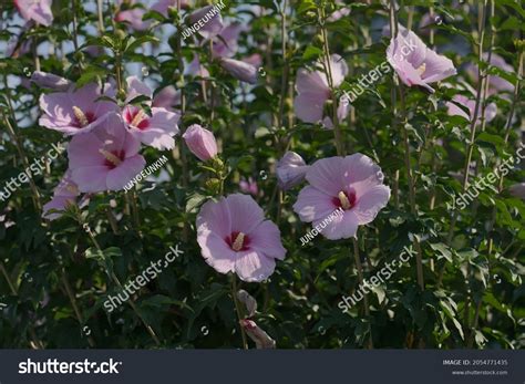 South Korea National Flower Mugunghwa Stock Photo 2054771435 | Shutterstock