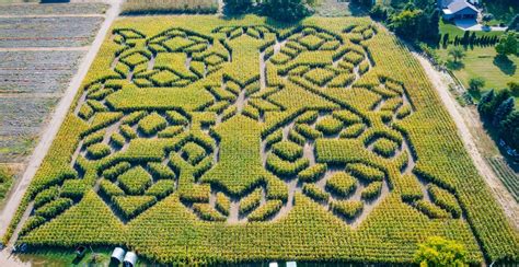 Corn Maze 的图像结果