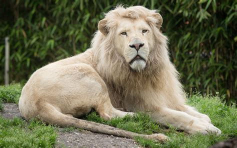 🔥 Free Download White Lion Wallpaper by @loris33 | WallpaperSafari