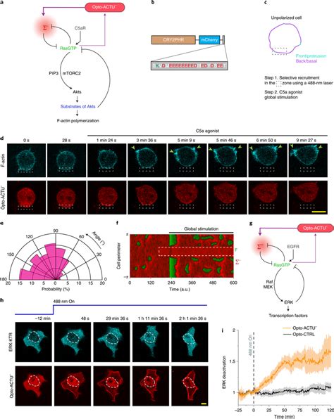 Image result for Negative Membrane Potential