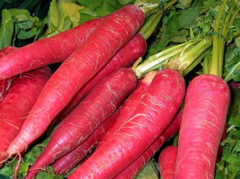 Carrot Seeds – Crisp Root Vegetable – Dharaseeds