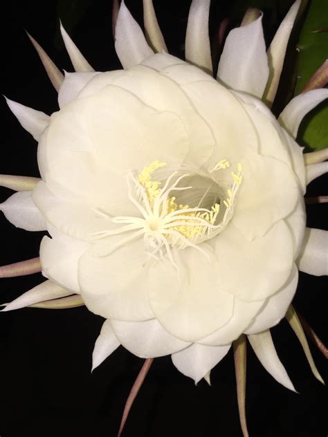 Night Blooming Cereus Free Stock Photo - Public Domain Pictures