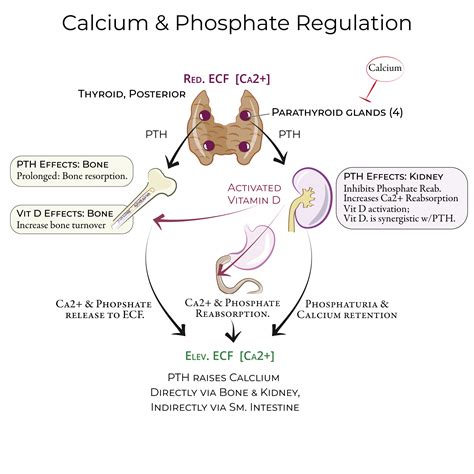 Parathyroid Hormone Phosphate Management Of Chronic Kidney