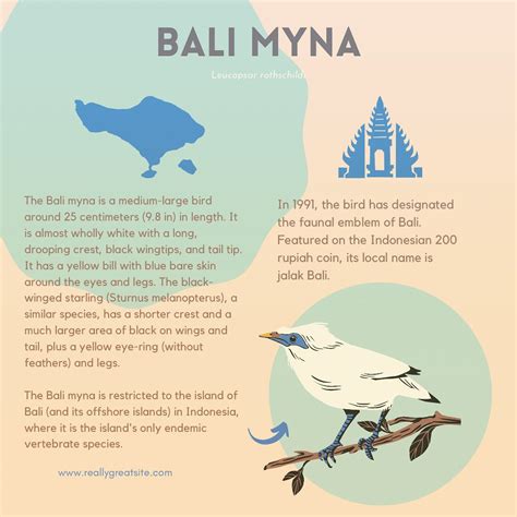 Mind Map Of Jalak Bali
