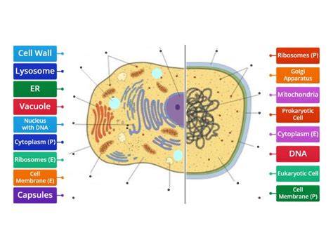 Learning Biology 的图像结果