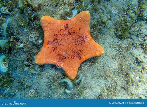 Placenta Biscuit Starfish - (Sphaerodiscus Placenta) Stock Photo - Image of coral, fish: 281339234